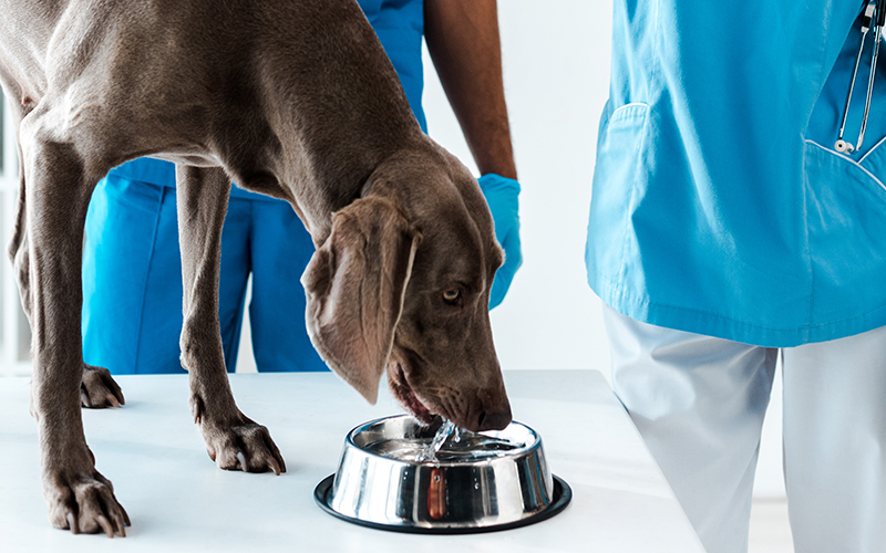 can dogs live with kidney disease