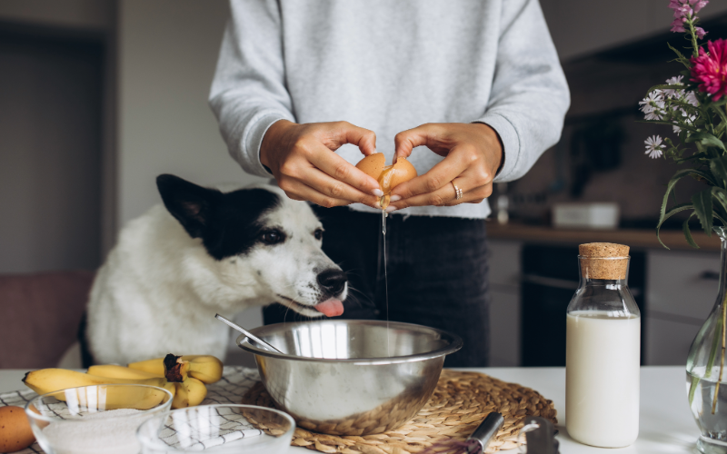 Balancing Homemade Diets for Pets