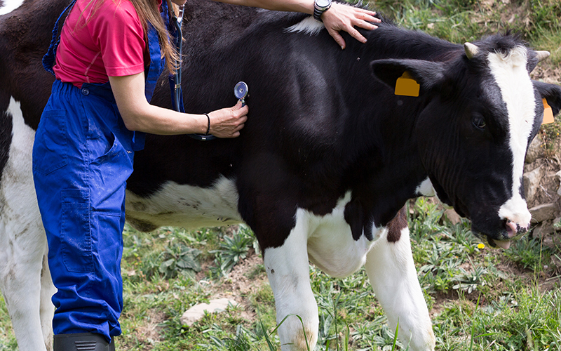 Bovine-Leukemia-and-Lymphosarcoma
