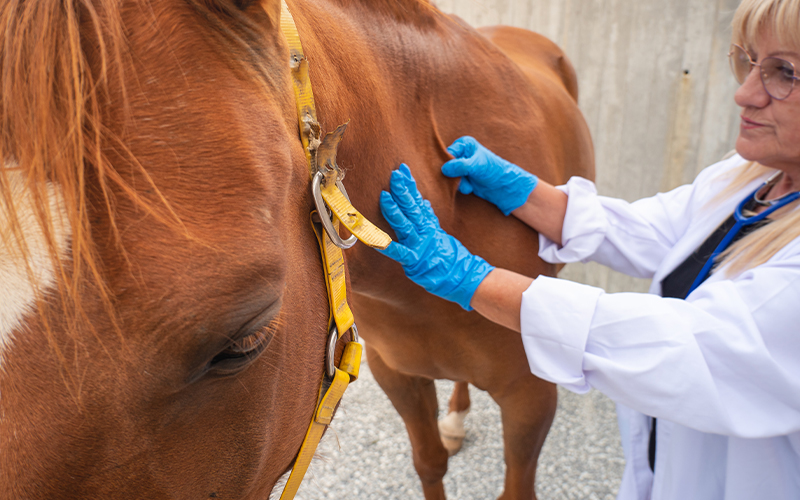 Colic-In-Horses