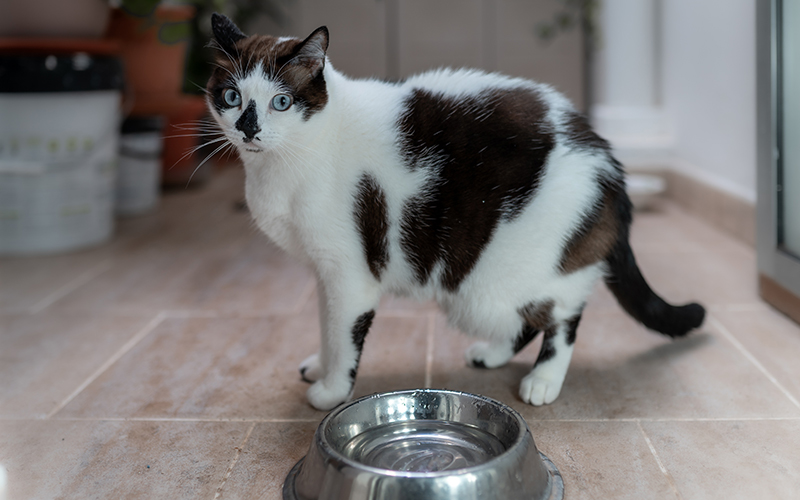Diabetes-Mellitus-In-Dogs-and-Cats