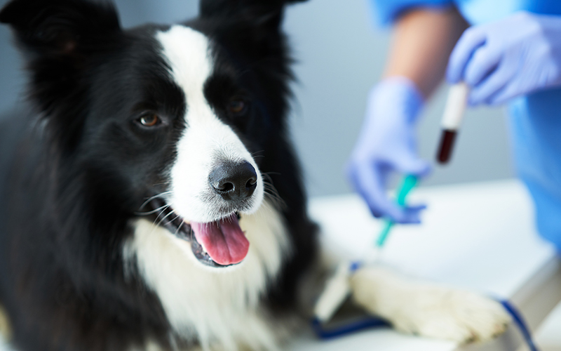 Encephalitis-in-Pets
