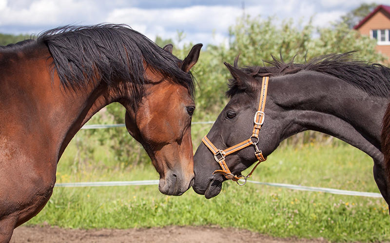Equine-Herpesvirus