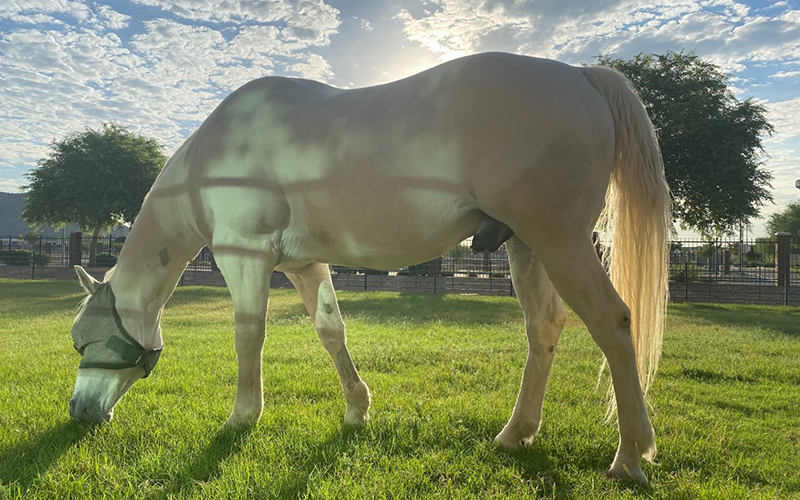 Equine-Metabolic-Syndromewebsiteimage