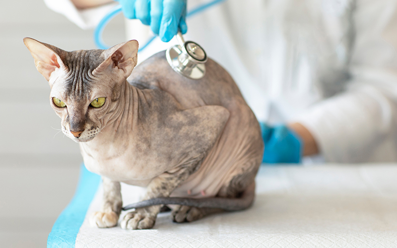 Feline-Arterial-Thromboembolism