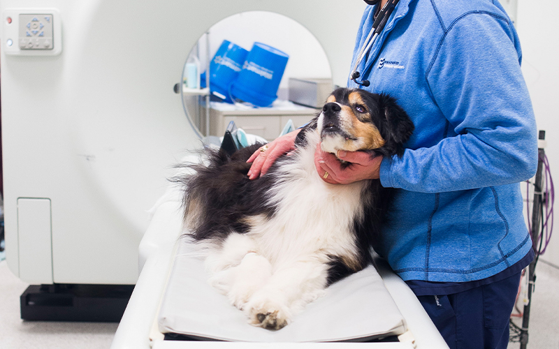 what is idiopathic epilepsy dogs