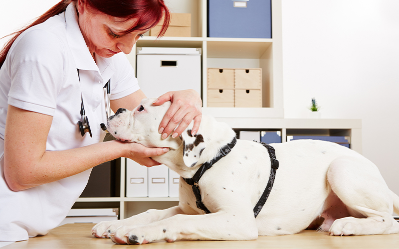 Mast-Cell-Tumors-in-Dogs-and-Cats