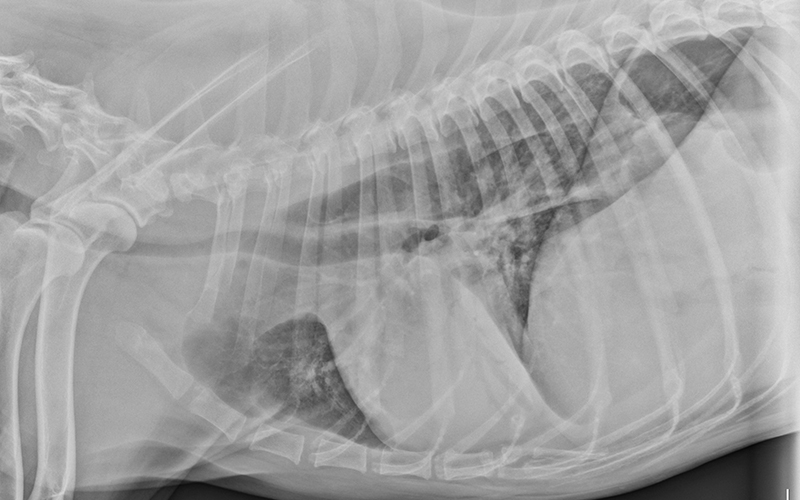 Megaesophagus-in-Dogs-and-Cats2