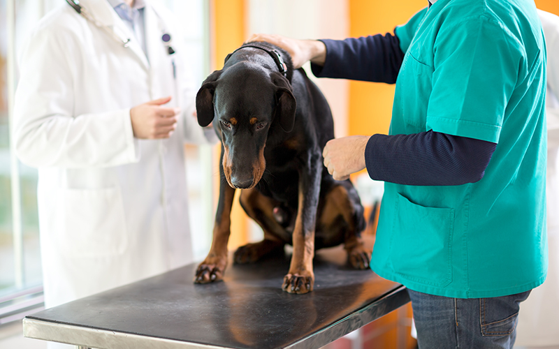 My-Dog-Has-a-Fibrocartilaginous-Embolism-FCE