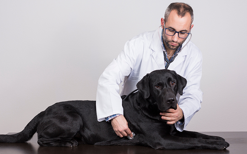 myths and misconceptions about dogs with heart murmurs