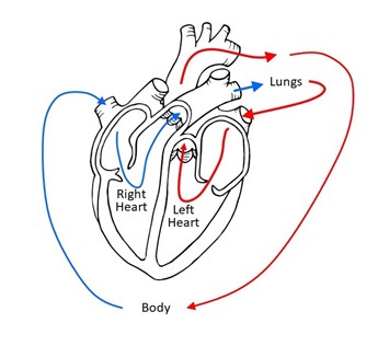 This diagram shows the normal flow of blood through the heart, lungs, and body.