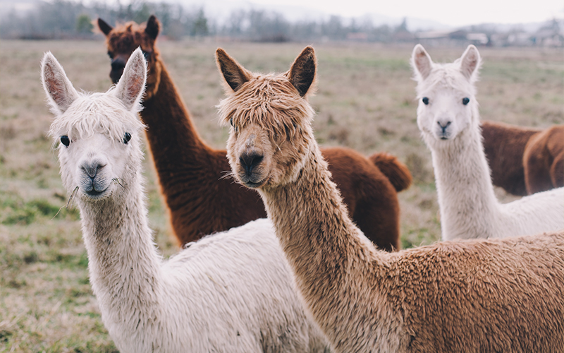 ValleyFeverinCamelids