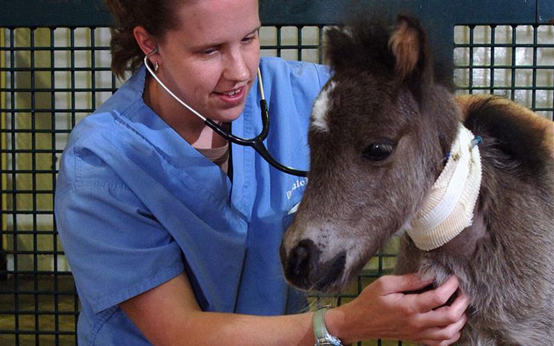 Photo courtesy of University of Tennessee College of Veterinary Medicine