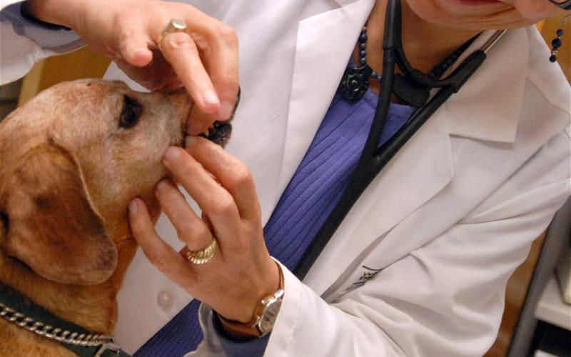 Oral Tumors in Dogs and Cats