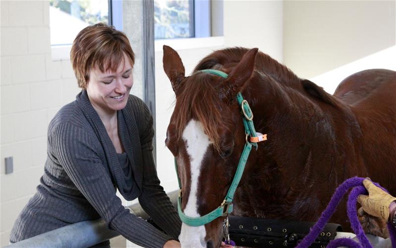 Compounded Drugs for Horses