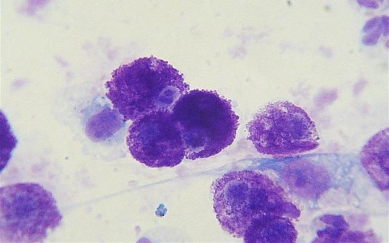 Cytology of a mast cell tumor from a Labrador Retriever.