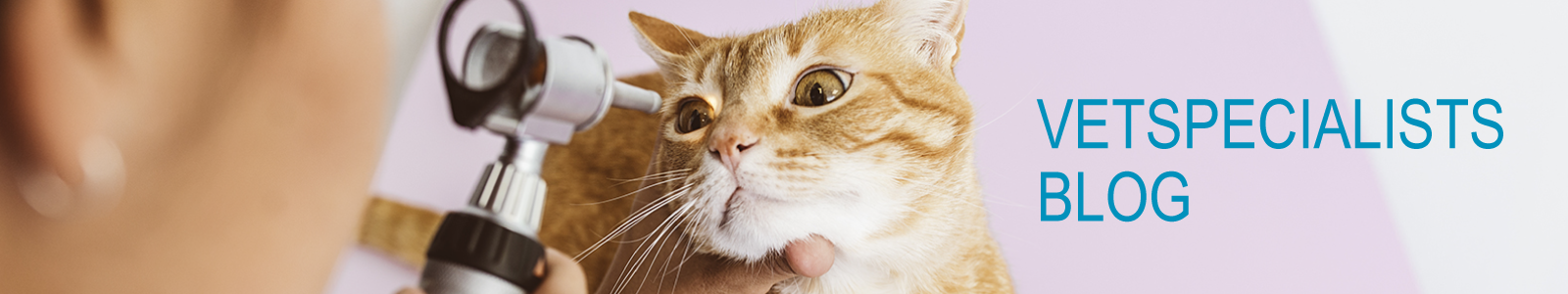 VetSpecialists Blog