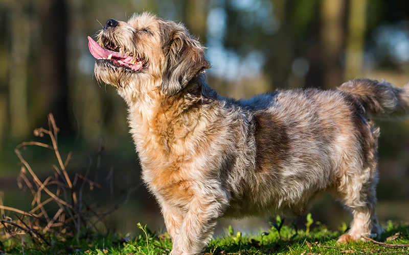 Does My Dog Have Alzheimers Does My Dog Have Alzheimers