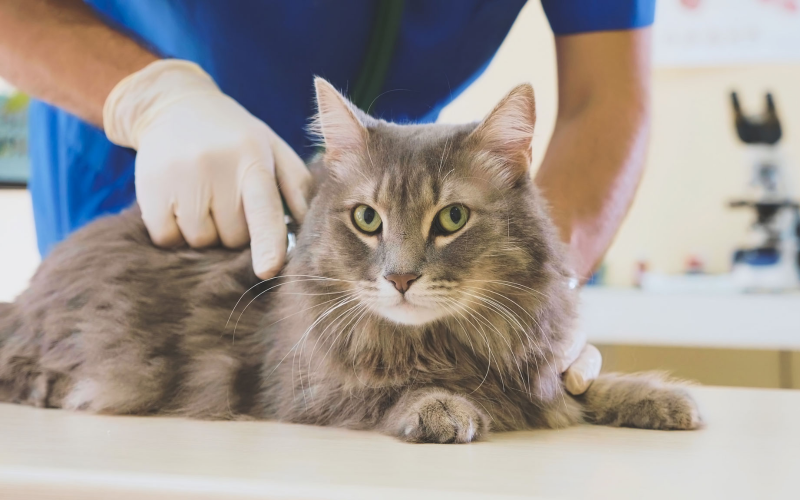 Hyperthyroidism in cats-1