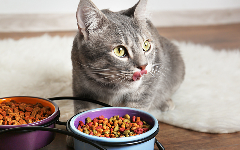 TipsForChoosing-PetFood-header