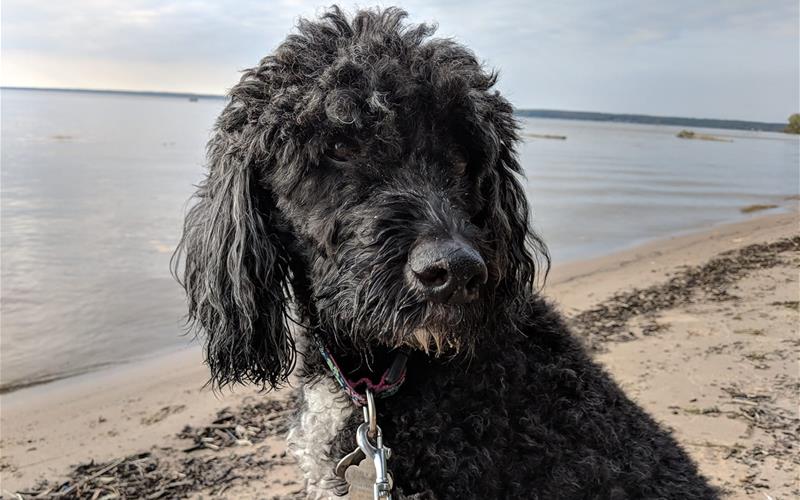 beach emily