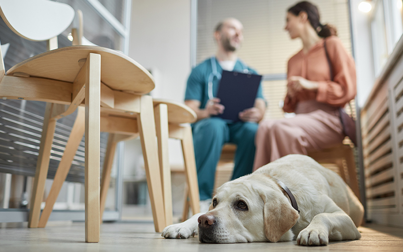 What-to-Expect-at-a-Vet-Specialists-Visit